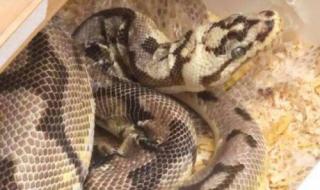 蟒蛇把人吞进肚子蟒蛇能存活吗 小兔子被大蟒蛇做哭