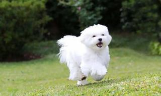 世界上最贵的藏獒 世界上最贵的藏獒