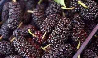如何洗桑葚果最干净 桑葚如何清洗能生吃