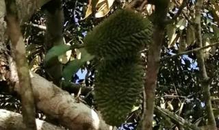 榴莲大降价30元一斤 榴莲大降价30元一斤