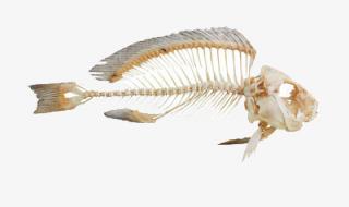 鱼骨头小说 鱼骨头小说