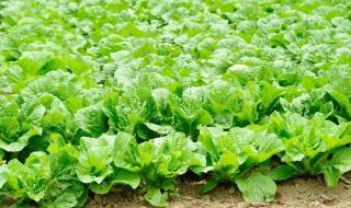 韩国泡菜白菜做法 韩国大白菜62元一颗