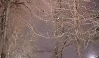 小雪节气的配文 小雪节气的配文