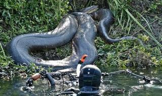 世界上的蟒蛇有多大