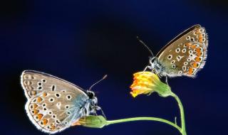 梁祝双双化彩蝶,一四千载七难逢.是什么意思 双双化成彩蝶的是